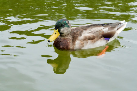 Mallard Duck swimming in a lake, closeup of photoの写真素材