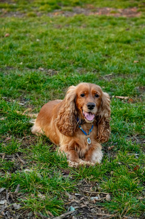 Cocker Spaniel dog sitting on the green grass in the parkの写真素材