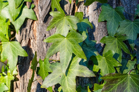 Green ivy leaves on a tree trunk in the park. Natural background.の写真素材