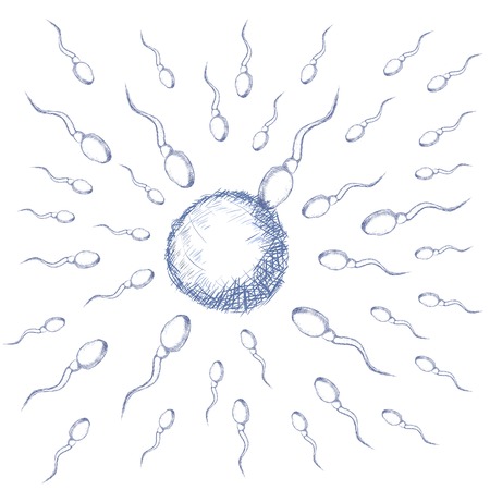 blue sketch of sperm around the egg on white background のイラスト素材