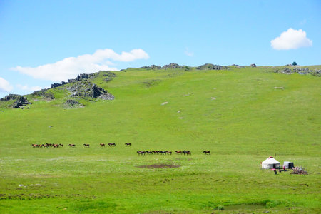 The horses on the grasslandの写真素材