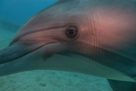Dolphin swimming in the Red Sea, Eilat Israelの写真素材