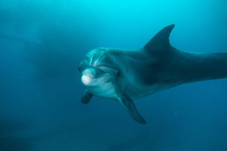 Dolphin swimming in the Red Sea, Eilat Israel