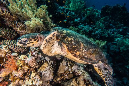 Hawksbill sea turtle in the Red Sea, dahab, blue lagoon sinai