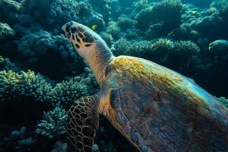 Hawksbill sea turtle in the Red Sea, dahab, blue lagoon sinai