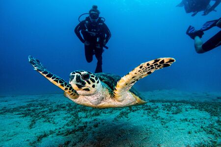 Sea turtle in the Red Sea, dahab, blue lagoon sinaiの写真素材