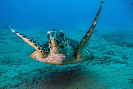Sea turtle in the Red Sea, dahab, blue lagoon sinaiの写真素材