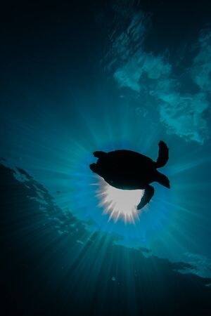 Hawksbill sea turtle in the Red Seaの写真素材