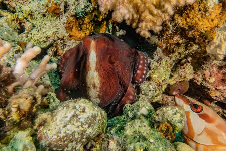 Octopus king of camouflage in the Red Sea, eilat israelの写真素材