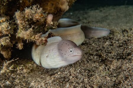 Moray eel Mooray lycodontis undulatus in the Red Sea, eilat israel