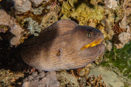Moray eel Mooray lycodontis undulatus in the Red Sea, eilat israel
