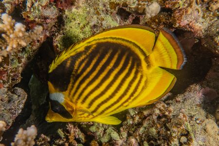 Fish swim in the Red Sea, colorful fish, Eilat Israel