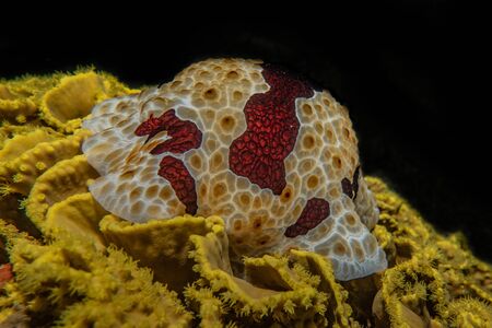 Sea slug in the Red Sea Colorful and beautiful, Eilat Israel