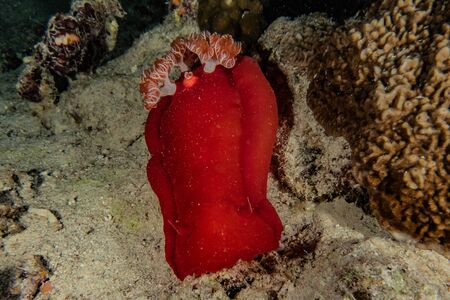 Sea slug in the Red Sea, Eilat Israelの写真素材