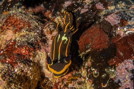 Sea slug in the Red Sea, Eilat Israelの写真素材
