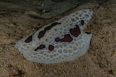 Sea slug in the Red Sea, Eilat Israel