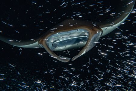 Manta Rays swim in the Maldives Islands Amazing animalの写真素材
