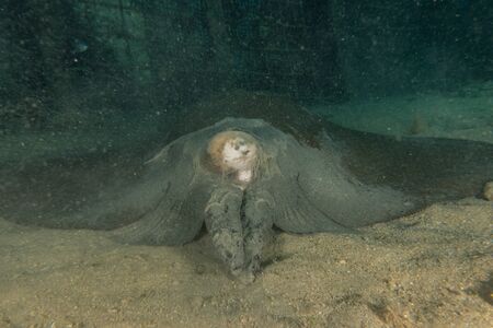 Manta Rays swim in the Maldives Islands Amazing animalの写真素材