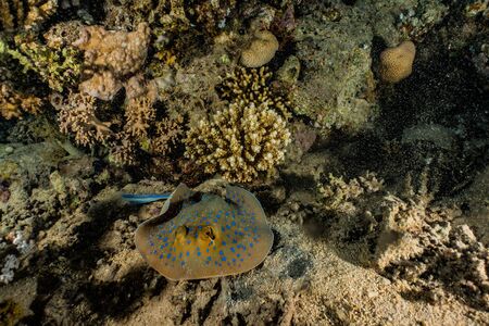 Blue spotted stingray On the seabed  in the Red Sea