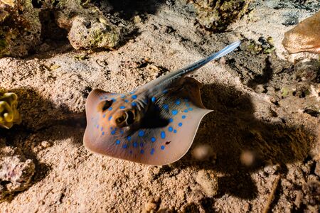 Blue spotted stingray On the seabed  in the Red Sea