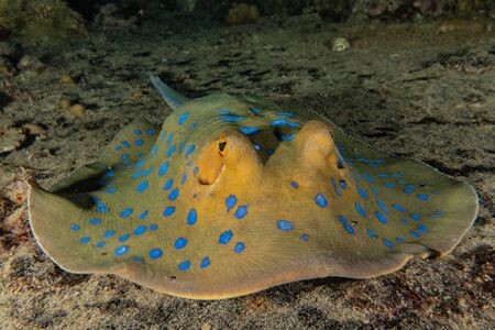 Blue spotted stingray On the seabed  in the Red Sea