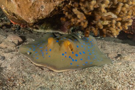Blue spotted stingray On the seabed  in the Red Sea