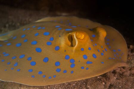 Blue spotted stingray On the seabed  in the Red Sea