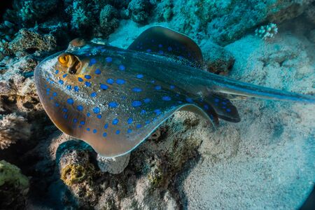 Blue spotted stingray On the seabed  in the Red Sea