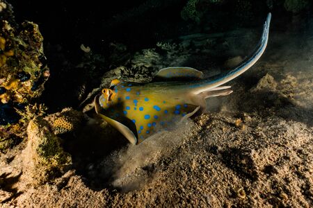 Blue spotted stingray On the seabed  in the Red Sea