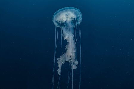 Jelly fish in the Red Sea colorful and beautifulの写真素材