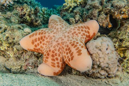 Starfish On the seabed in the Red Sea, eilat israelの写真素材