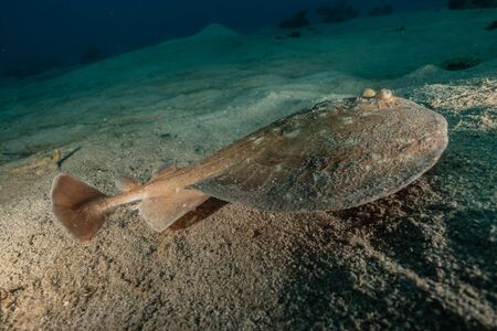 Torpedo sinuspersici On the seabed  in the Red Sea, israelの写真素材