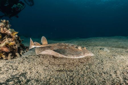 Torpedo sinuspersici On the seabed  in the Red Sea, israelの写真素材