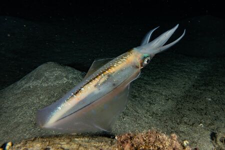 Squid in the Red Sea Colorful and beautiful, Eilat Israel