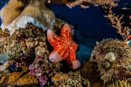 Starfish On the seabed in the Red Sea, eilat israelの写真素材