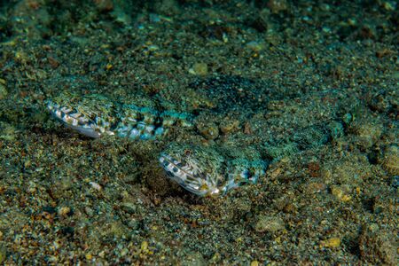 Tiger Snake Eel in the Red Sea Colorful and beautiful, Eilat Israelの写真素材