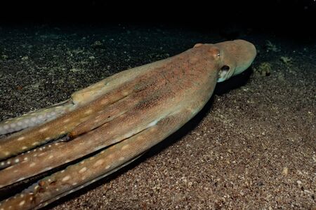 squid in the Red Sea Colorful and beautiful, Eilat Israelの写真素材