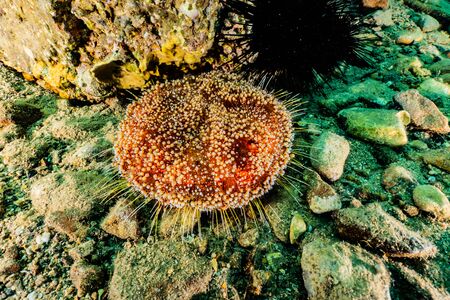 Red Sea Fire Urchin in the Red Sea Colorful and beautiful, Eilat Israelの写真素材