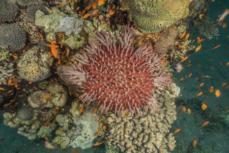 Red Sea Fire Urchin in the Red Sea Colorful and beautiful, Eilat Israel