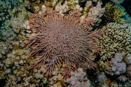 Red Sea Fire Urchin in the Red Sea Colorful and beautiful, Eilat Israelの写真素材