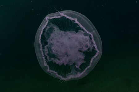 Jelly fish in the Red Sea colorful and beautifulの写真素材