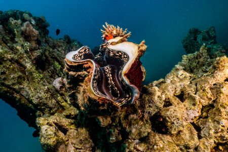 Giant Clam in the Red Sea Colorful and beautiful, Eilat Israel
