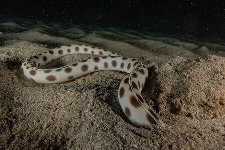 Tiger Snake Eel in the Red Sea Colorful and beautiful, Eilat Israelの写真素材