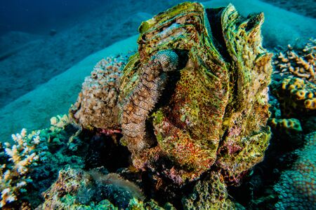 Giant Clam in the Red Sea Colorful and beautiful, Eilat Israelの写真素材