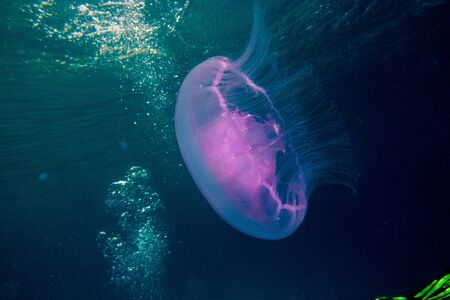 Jelly fish in the Red Sea colorful and beautiful, Eilat Israel