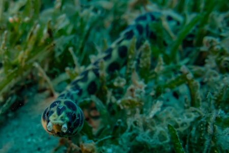 Tiger Snake Eel in the Red Sea Colorful and beautiful, Eilat Israel
