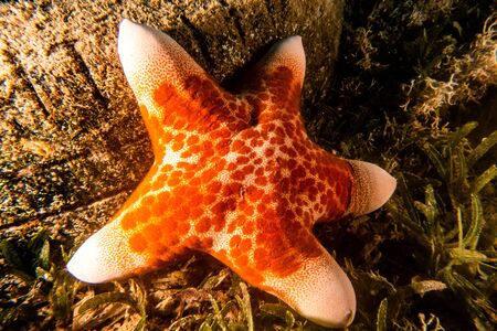 Starfish On the seabed in the Red Sea, eilat israel