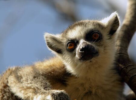 Lemurs of Madagascar, Ring-Tailed Lemurs
