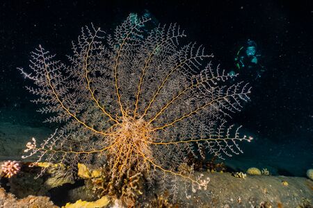 Coral reefs and water plants in the Red Sea, Eilat Israelの写真素材