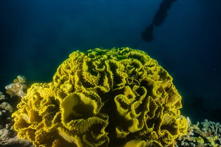 Coral reefs and water plants in the Red Sea, Eilat Israel